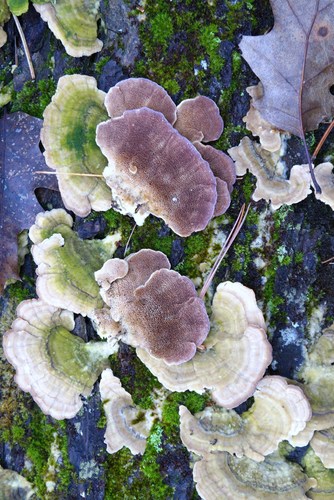 violet-toothed polypore
