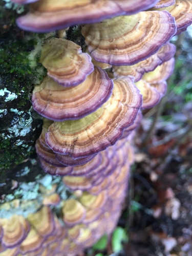 violet-toothed polypore