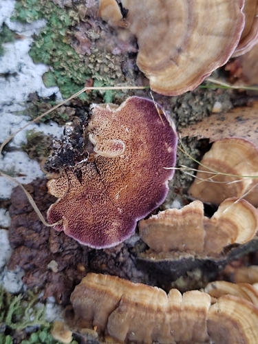 violet-toothed polypore