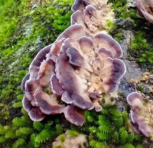 violet-toothed polypore