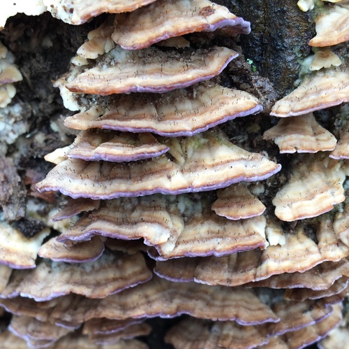 violet-toothed polypore