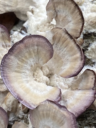 violet-toothed polypore