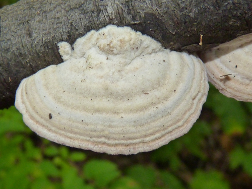 violet-toothed polypore