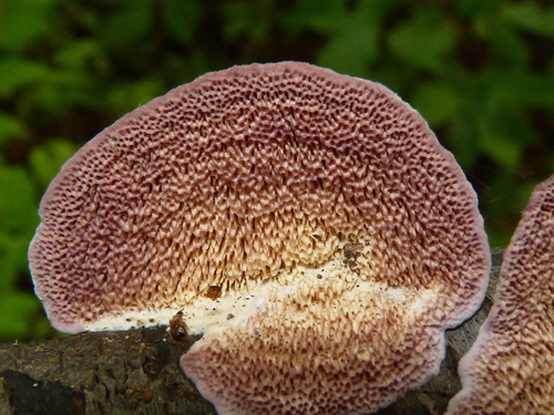 violet-toothed polypore