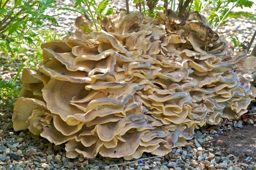 Black-staining Polypore