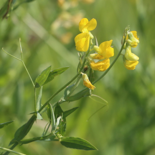 meadow pea