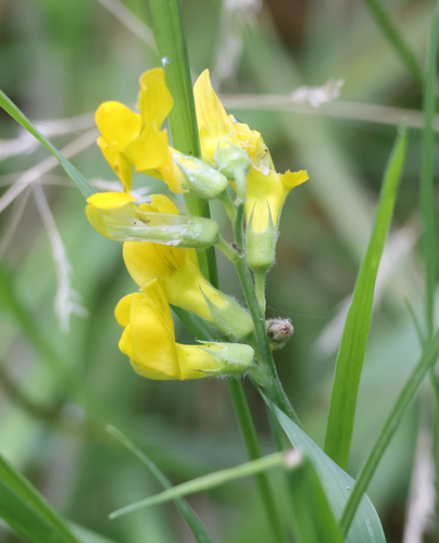 meadow pea