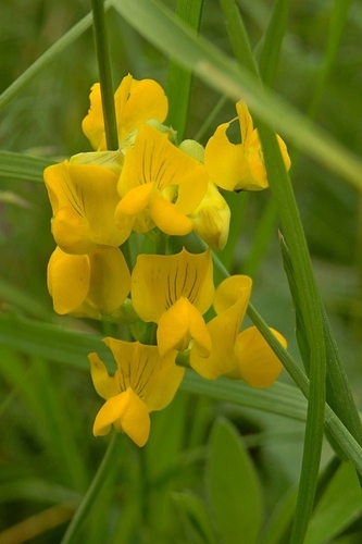 meadow pea