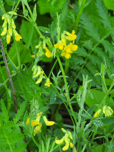 meadow pea
