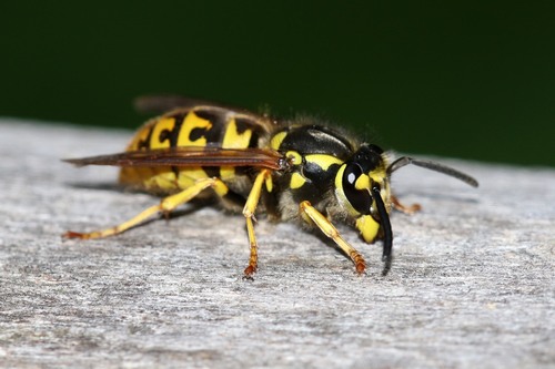 German Yellowjacket