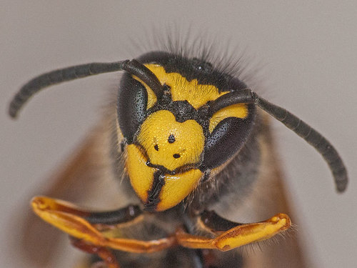 German Yellowjacket