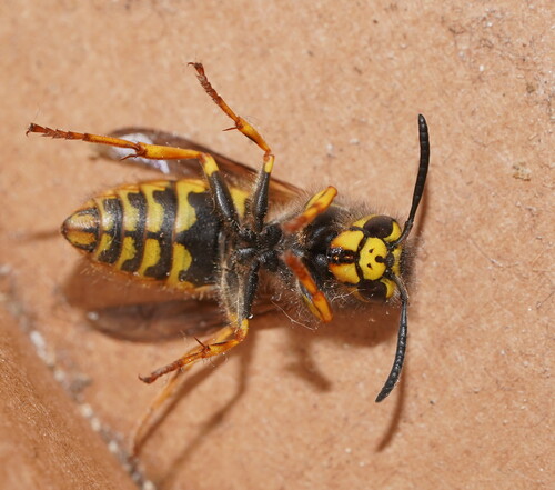 German Yellowjacket