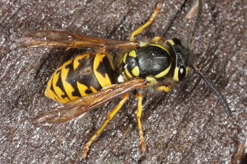 German Yellowjacket