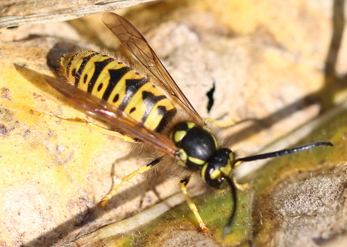 German Yellowjacket