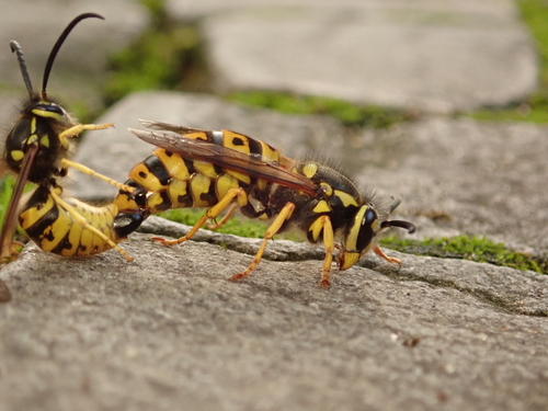 German Yellowjacket