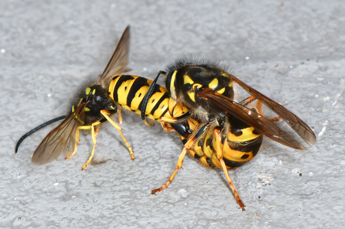 German Yellowjacket