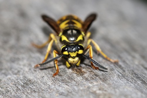 German Yellowjacket
