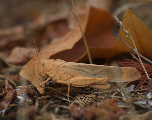 Carolina Grasshopper