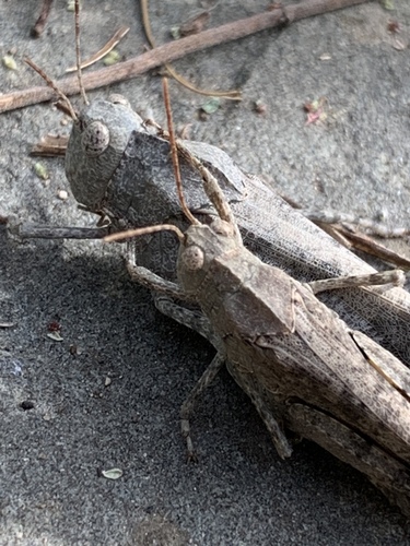 Carolina Grasshopper