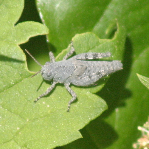 Carolina Grasshopper