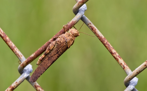Carolina Grasshopper