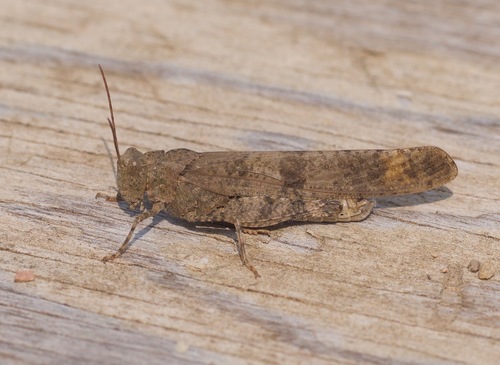 Carolina Grasshopper
