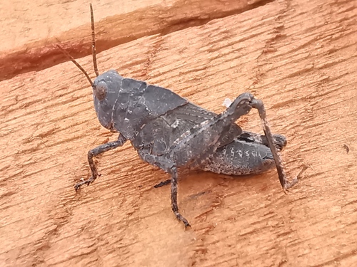 Carolina Grasshopper