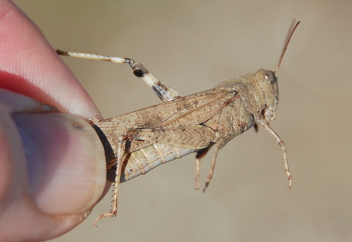 Carolina Grasshopper
