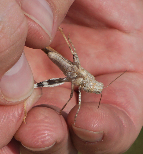 Carolina Grasshopper