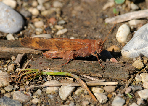 Carolina Grasshopper