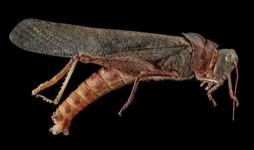 Carolina Grasshopper