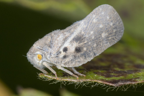 Citrus Flatid Planthopper