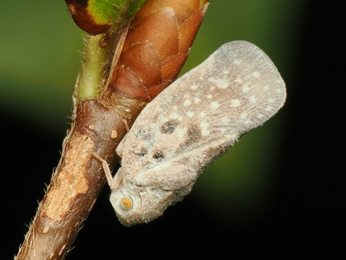 Citrus Flatid Planthopper