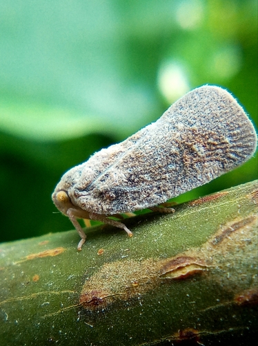 Citrus Flatid Planthopper