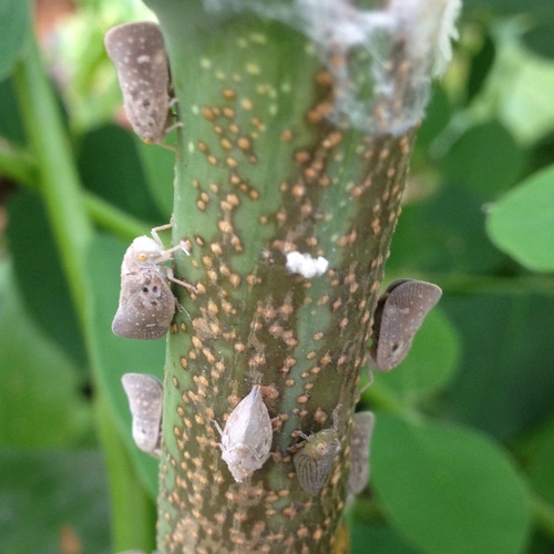 Citrus Flatid Planthopper