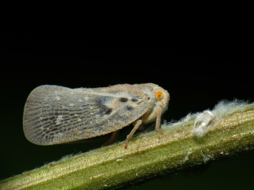 Citrus Flatid Planthopper