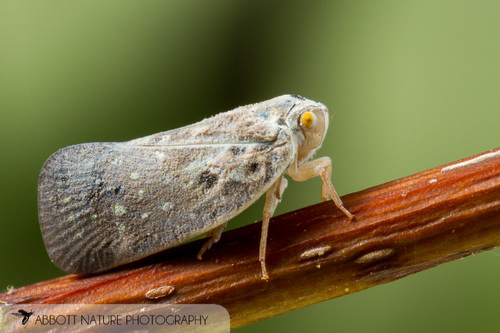 Citrus Flatid Planthopper