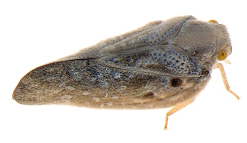 Citrus Flatid Planthopper