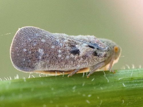 Citrus Flatid Planthopper