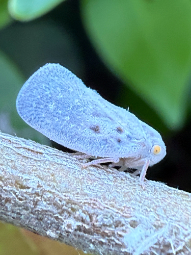 Citrus Flatid Planthopper