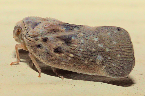 Citrus Flatid Planthopper