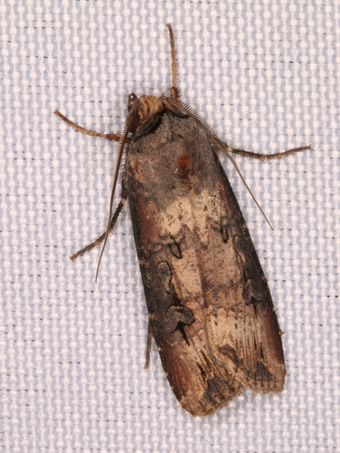 Ipsilon Dart Moth