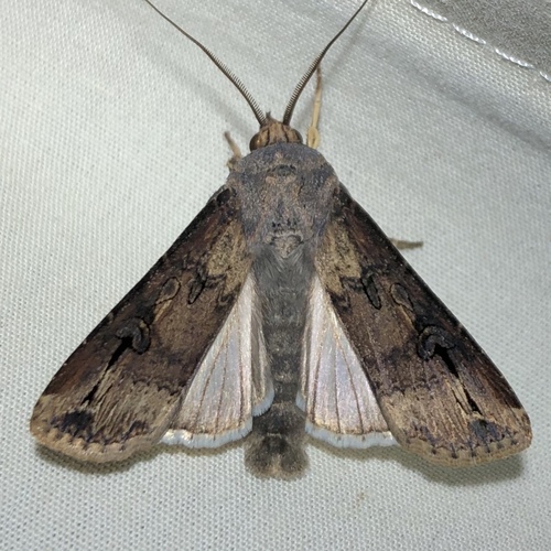 Ipsilon Dart Moth