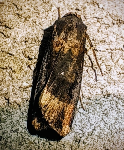 Ipsilon Dart Moth