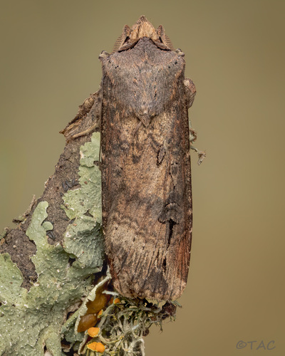 Ipsilon Dart Moth