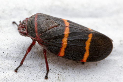 Two-lined Spittlebug