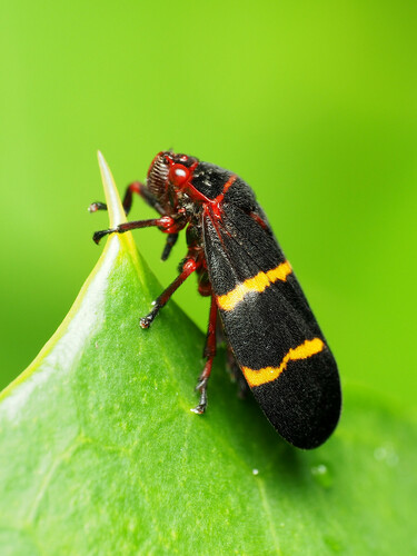 Two-lined Spittlebug
