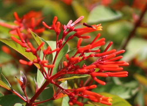 Firebush