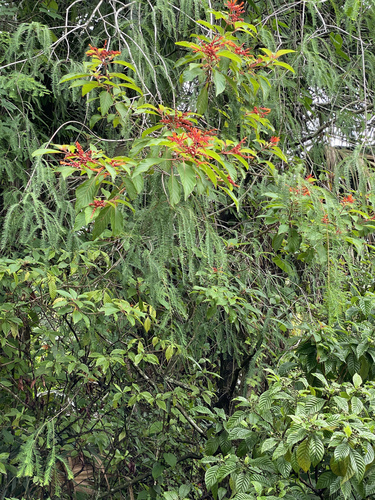 Firebush