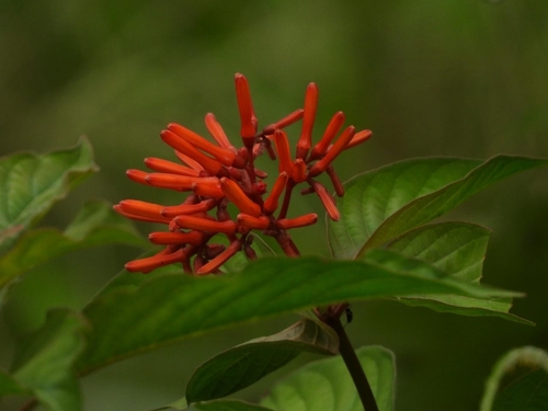 Firebush